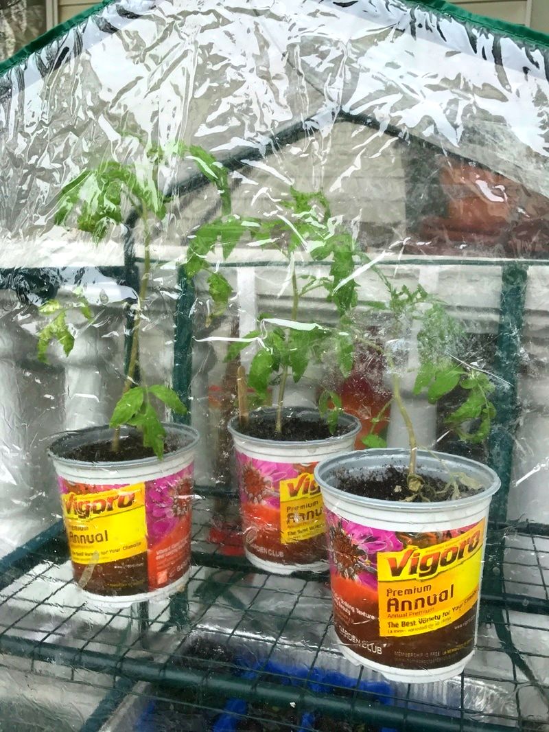 Tomatoes in greehouse