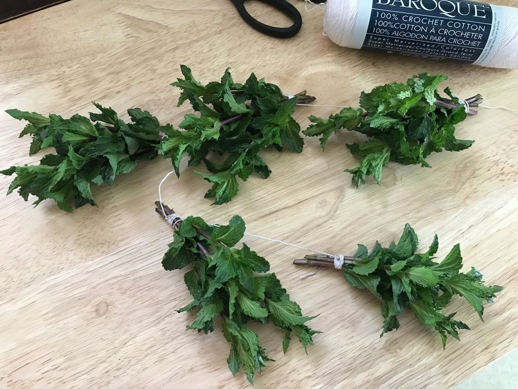 mint herbs tied to string in multiple bunches