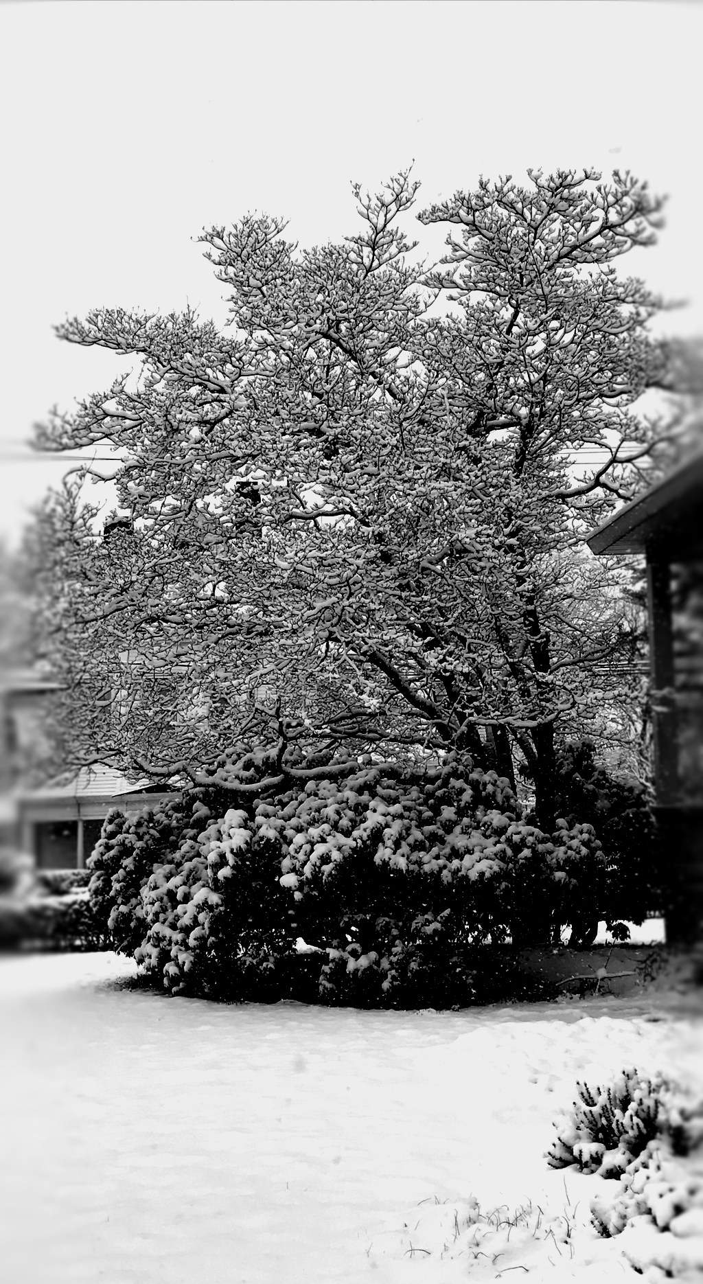 dogwood tree covered in snow