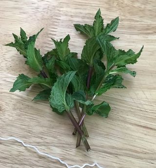 bunched mint ready for tying